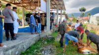 Qurban Presisi, Polres Touna Sembelih 9 Ekor Sapi dan 1 Ekor Kambing