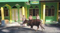 Kapolres Touna Serahkan Satu Ekor Sapi Ke Mesjid Al Munawarah Tampabombo