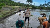 Bhabinkamtibmas Polsek Tojo Copot Sepatu Turun Langsung ke Sawah Bantu Warga Binaan Tanam Padi