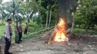 Respon Cepat, Polsek Ampana Kota dan Koramil Bongkar dan Bakar Arena Judi Sabung Ayam