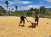 Wujud Kedekatan, Bhabinkamtibmas Polsek Ampana Tete sambangi Warga Menjemur Jagung