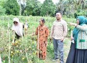 Sekda Touna Panen Perdana Hasil Kebun Tanaman Pangan di Kecamatan Ampana Kota