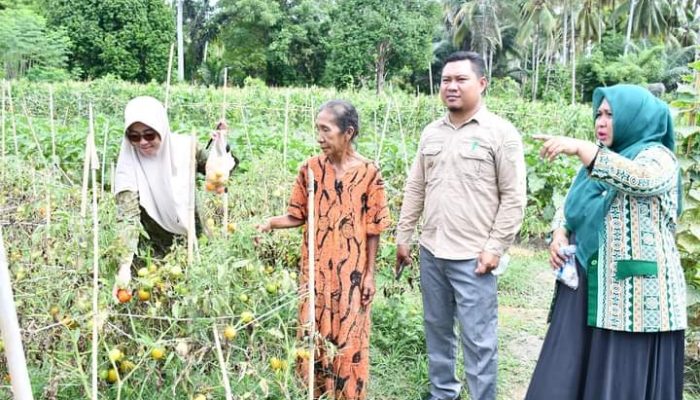 Sekda Touna Panen Perdana Hasil Kebun Tanaman Pangan di Kecamatan Ampana Kota