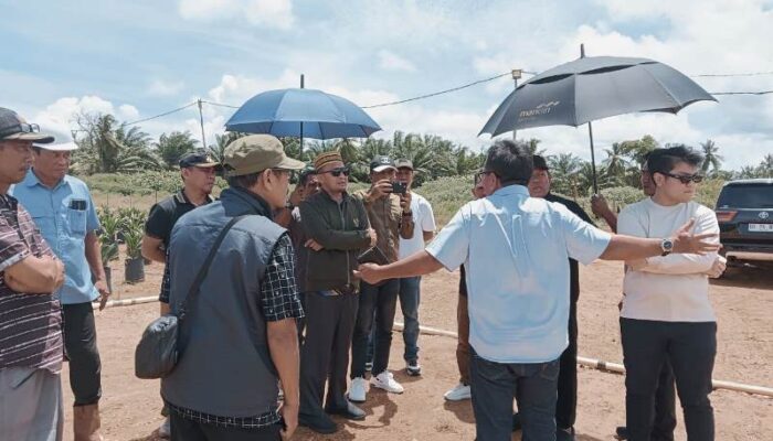 Kunjungan Kerja ke Kolaka, Bupati Ilham Lawidu Tinjau Perkebunan Sawit