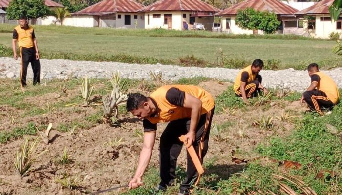 Manfaatkan Lahan Kosong, Polres Touna Budidaya Tanaman Buah Nanas