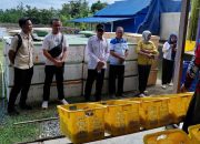 Bupati Ilham Lawidu Panen Udang di Desa Tampabatu, Langkah Awal Pengembangan Sektor Budidaya Perikanan Air Payau