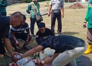 Momentum Idul Adha, Lapas Ampana Laksanakan Penyembelihan dan Penyaluran Hewan Kurban