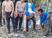 Sat Polairud Touna Amankan dan Lepaskan Penyu Lekang ke Habitatnya
