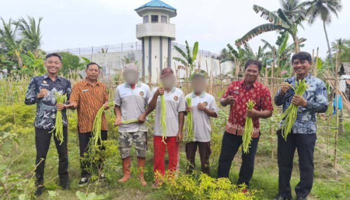 Wujudkan Pembinaan Produktif, Lapas Ampana Panen Sayuran Hasil Program Kemandirian Warga Binaan