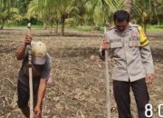 Polsek Ampana Kota Kawal Pangan Touna, Petani Termotivasi Tingkatkan Produktivitas Jagung Kwartal IV