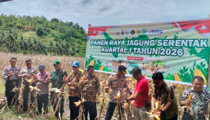 Dukung Swasembada Pangan, Pemkab Touna Bersama Polres Ikuti Panen Raya Jagung Serentak Kuartal I Tahun 2026