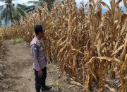 Kawal Ketahanan Pangan, Jajaran Polsek Ulubongka Tinjau 2 Hektar Lahan Siap Panen