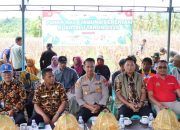 Kawal Ketahanan Pangan, Polres Touna Targetkan 10 Ton Jagung di Lahan Binaan