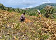 Sinergi Ketahanan Pangan, Personel Polsek Ulubongka Dampingi Petani Panen di Lahan 2 Hektar