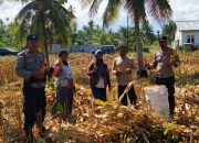 Polsek Ampana Kota Pantau Panen Jagung di Ratolindo, Pastikan Stabilitas Pangan Daerah