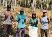 Polsek Ampana Tete Dampingi Panen Jagung di Bantuga dan Borone, Dorong Penyerapan ke Bulog