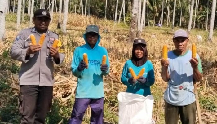 Polsek Ampana Tete Dampingi Panen Jagung di Bantuga dan Borone, Dorong Penyerapan ke Bulog