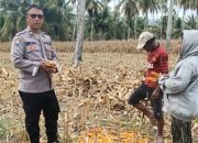 Polsek Ampana Kota Kawal Panen Jagung 1 Hektare di Desa Sansarino