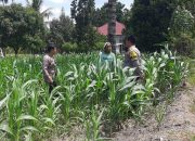 Kawal Ketahanan Pangan, Kapolsek Ampana Tete Terjunkan Personel Pantau Lahan Jagung di Pusungi