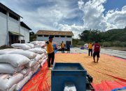 Dukung Ketahanan Pangan, Kapolsek Ulubongka Tinjau Kesiapan 50 Ton Jagung Petani Masuk Bulog