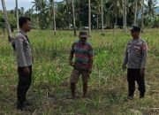 Potensi Panen 7 Ton, Kapolsek Ampana Kota Imbau Petani Jual Jagung ke Bulog