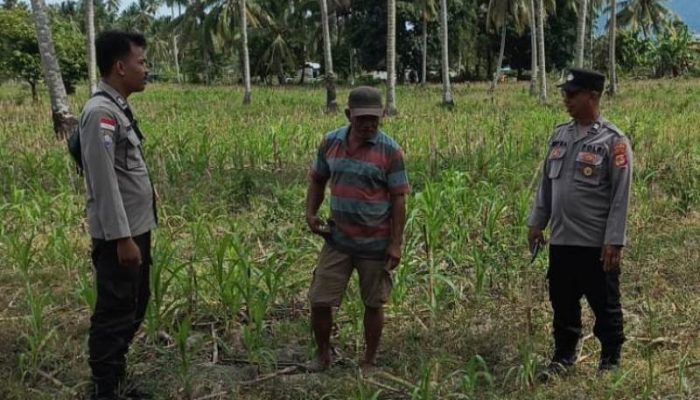 Potensi Panen 7 Ton, Kapolsek Ampana Kota Imbau Petani Jual Jagung ke Bulog