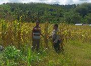 Wujudkan Swasembada Pangan, Polsek Ampana Tete Kawal Penyerapan Jagung Lokal