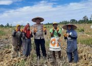 Dukung Ketahanan Pangan, Kapolsek Ampana Tete Instruksikan Petani Jual Jagung ke Bulog