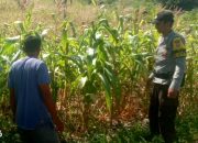 Polsek Ampana Tete Pastikan Kesejahteraan Petani Melalui Pendampingan Ketahanan Pangan