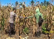 Lahan 2 Hektar Mulai Dipanen, Kapolsek Tojo Ajak Warga Terus Tingkatkan Produksi Jagung