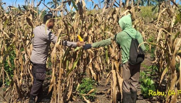 Lahan 2 Hektar Mulai Dipanen, Kapolsek Tojo Ajak Warga Terus Tingkatkan Produksi Jagung