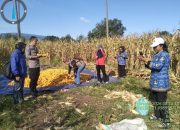 Pantau Panen di Desa Bahari, Kapolsek Tojo Targetkan 2,5 Ton Jagung per Setengah Hektar