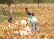 Kawal Ketahanan Pangan, Polres Tojo Una-Una Turun Langsung Dampingi Petani Jagung