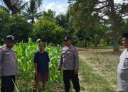 Wujudkan Kemandirian Pangan, Kapolsek Ampana Kota Motivasi Petani Jagung Desa Sumoli