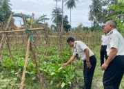Tinjau Program Ketahanan Pangan, Plt. Kalapas Ampana Monitoring Kebun Warga Binaan