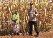 Polsek Tojo Pantau Panen Jagung di Desa Uekuli, Dukung Program Ketahanan Pangan Nasional