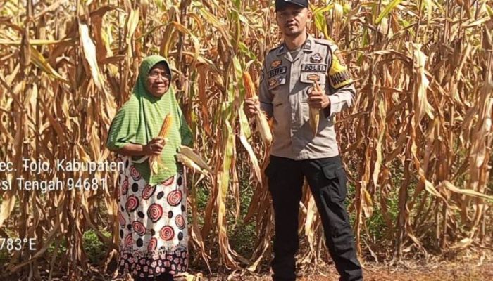Polsek Tojo Pantau Panen Jagung di Desa Uekuli, Dukung Program Ketahanan Pangan Nasional