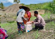 Polsek Ulubongka Kawal Program Ketahanan Pangan Melalui Peninjauan Lahan Jagung 10 Hektar di Desa Borneang