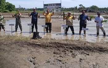 Pemkab Touna Gelar Gerakan Tanam Padi Serentak di Lokasi Cetak Sawah Rakyat Desa Lemoro