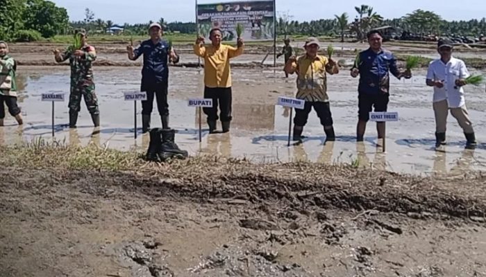 Pemkab Touna Gelar Gerakan Tanam Padi Serentak di Lokasi Cetak Sawah Rakyat Desa Lemoro