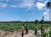 Dukung Ketahanan Pangan, Kapolsek Ampana Kota Tinjau Lahan Jagung Binaan di Desa Sabulira Toba