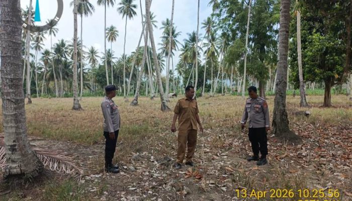 Polsek Ampana Kota Cek Lahan Jagung di Sansarino, Dukung Ketahanan Pangan Nasional