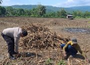 Kawal Stabilitas Pangan, Kapolsek Tojo Tinjau Kesiapan Lahan Jagung di Desa Uekuli