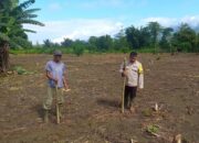Dukung Ketahanan Pangan Nasional, Polsek Ampana Tete Tanam Jagung di Desa Bulan Jaya