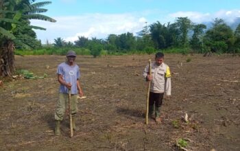 Dukung Ketahanan Pangan Nasional, Polsek Ampana Tete Tanam Jagung di Desa Bulan Jaya