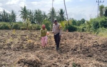 Wujudkan Ketahanan Pangan, Polres Tojo Una-Una Kawal Petani Jagung dari Tanam hingga Panen