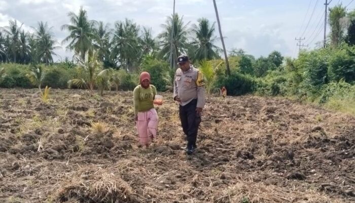 Wujudkan Ketahanan Pangan, Polres Tojo Una-Una Kawal Petani Jagung dari Tanam hingga Panen