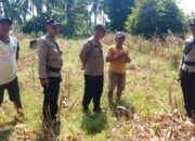 Hadir di Tengah Petani, Personel Polsek Ampana Kota Cek Langsung Produktivitas Lahan Jagung