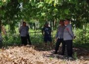Jelang Panen Serentak, Kabag SDM Polres Touna Pantau Lahan Jagung di Desa Sumoli