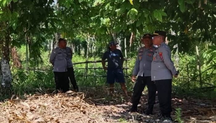 Jelang Panen Serentak, Kabag SDM Polres Touna Pantau Lahan Jagung di Desa Sumoli